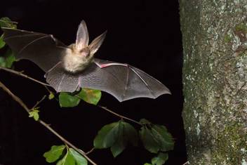 Video Paderseeumflut